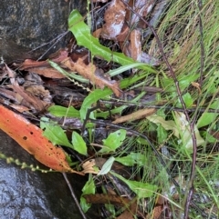 Plantago debilis at Cotter River, ACT - 30 Jan 2023