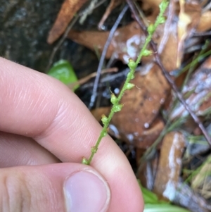 Plantago debilis at Cotter River, ACT - 30 Jan 2023