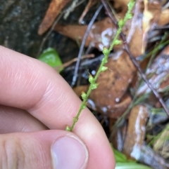 Plantago debilis at Cotter River, ACT - 30 Jan 2023