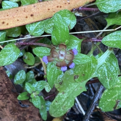 Prunella vulgaris (Self-heal, Heal All) at Cotter River, ACT - 30 Jan 2023 by NedJohnston