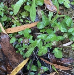 Prunella vulgaris at Cotter River, ACT - 30 Jan 2023 09:48 AM