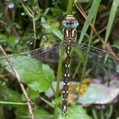 Austroaeschna pulchra (Forest Darner) at Cotter River, ACT - 30 Jan 2023 by NedJohnston