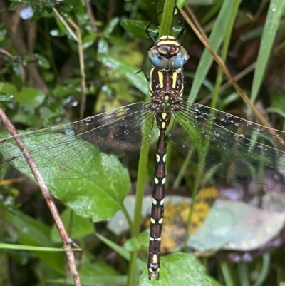 Austroaeschna pulchra (Forest Darner) at Cotter River, ACT - 30 Jan 2023 by NedJohnston