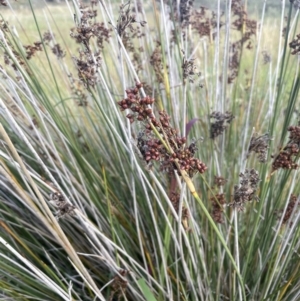 Juncus acutus at Windellama, NSW - 2 Feb 2023 05:01 PM