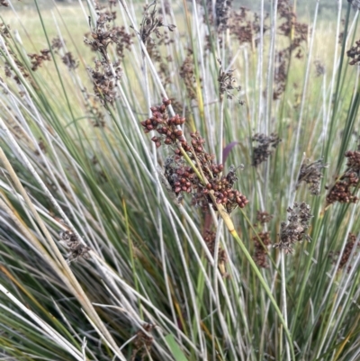 Juncus acutus (Sharp Rush) at Windellama, NSW - 2 Feb 2023 by JaneR