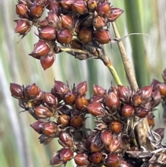 Juncus acutus at Windellama, NSW - 2 Feb 2023 05:01 PM