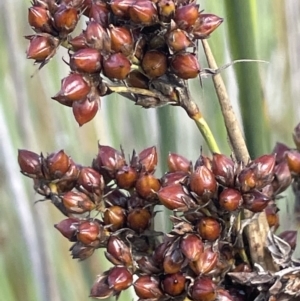 Juncus acutus at Windellama, NSW - 2 Feb 2023 05:01 PM