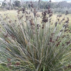 Juncus acutus at Windellama, NSW - 2 Feb 2023