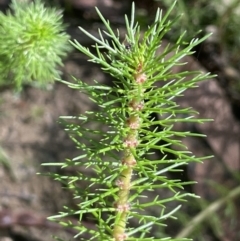 Myriophyllum crispatum (Water Millfoil) at Windellama, NSW - 2 Feb 2023 by JaneR