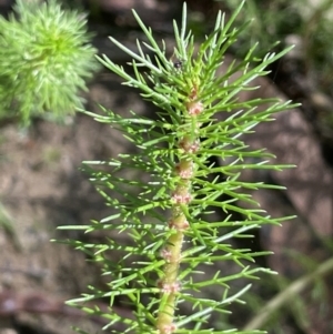Myriophyllum crispatum at Windellama, NSW - 2 Feb 2023