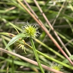 Cyperus sphaeroideus (Scented Sedge) at Windellama, NSW - 2 Feb 2023 by JaneR