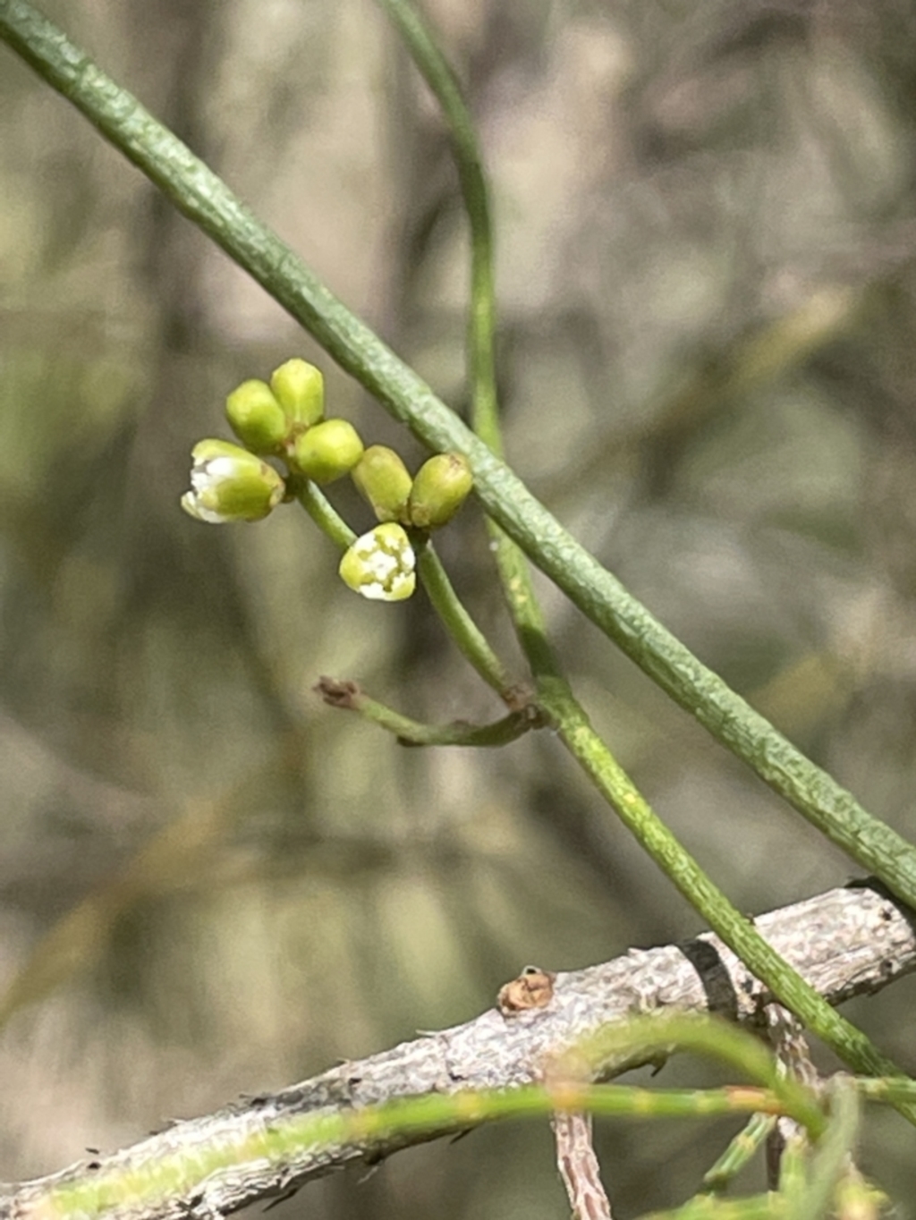 Cassytha glabella at Lower Boro, NSW - 2 Feb 2023