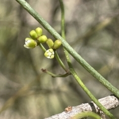 Cassytha glabella (Slender Devil's Twine) at Lower Boro, NSW - 2 Feb 2023 by JaneR