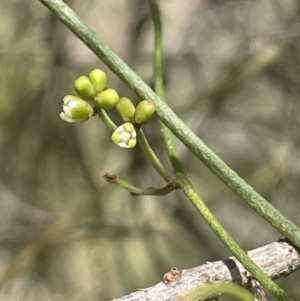 Cassytha glabella at Lower Boro, NSW - 2 Feb 2023