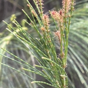 Allocasuarina luehmannii at Lower Boro, NSW - 2 Feb 2023 03:10 PM