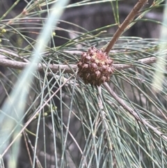 Allocasuarina luehmannii at Lower Boro, NSW - 2 Feb 2023 03:10 PM