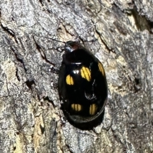 Paropsisterna octosignata at Ainslie, ACT - 2 Feb 2023 09:57 PM