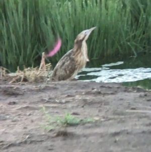 Botaurus poiciloptilus at Willbriggie, NSW - suppressed