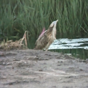 Botaurus poiciloptilus at Willbriggie, NSW - suppressed