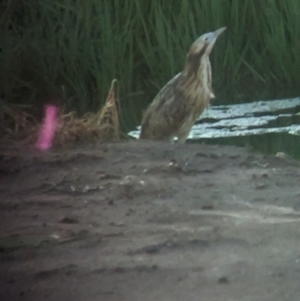 Botaurus poiciloptilus at Willbriggie, NSW - suppressed