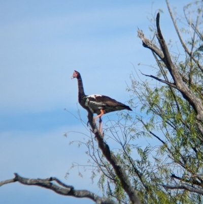 Anseranas semipalmata (Magpie Goose) at Lake Wyangan, NSW - 2 Feb 2023 by Darcy