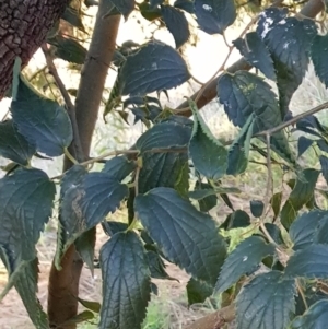 Celtis australis at Watson, ACT - 2 Feb 2023 07:21 PM