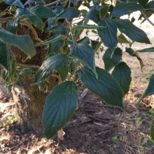 Celtis australis at Watson, ACT - 2 Feb 2023