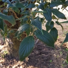 Celtis australis at Watson, ACT - 2 Feb 2023