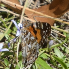 Vanessa kershawi (Australian Painted Lady) at Borough, NSW - 1 Feb 2023 by Paul4K