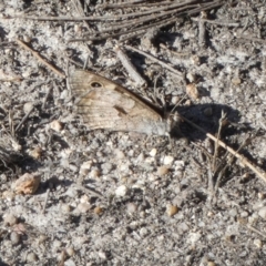 Geitoneura klugii (Marbled Xenica) at Borough, NSW - 1 Feb 2023 by Paul4K