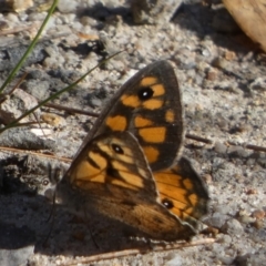 Geitoneura klugii at Borough, NSW - suppressed