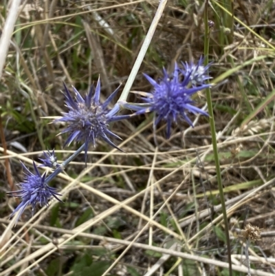Eryngium ovinum (Blue Devil) at Dunlop Grasslands - 3 Feb 2023 by Steve_Bok