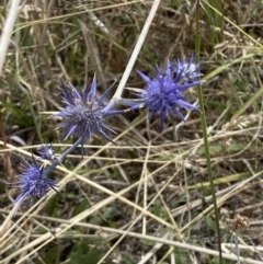 Eryngium ovinum (Blue Devil) at Dunlop Grasslands - 3 Feb 2023 by Steve_Bok