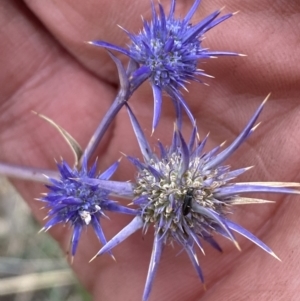 Eryngium ovinum at Fraser, ACT - 3 Feb 2023