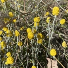 Calocephalus citreus (Lemon Beauty Heads) at Fraser, ACT - 3 Feb 2023 by SteveBorkowskis