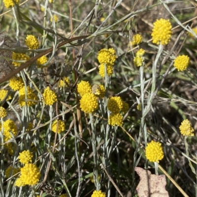 Calocephalus citreus (Lemon Beauty Heads) at Fraser, ACT - 2 Feb 2023 by Steve_Bok