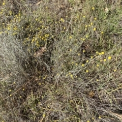 Calocephalus citreus at Fraser, ACT - 3 Feb 2023 10:22 AM