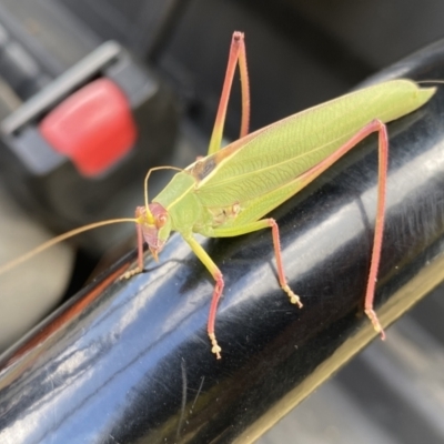 Caedicia simplex (Common Garden Katydid) at Dunlop, ACT - 3 Feb 2023 by Steve_Bok