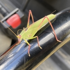 Caedicia simplex at Dunlop, ACT - 3 Feb 2023 01:25 PM