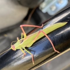 Caedicia simplex at Dunlop, ACT - 3 Feb 2023 01:25 PM