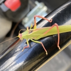 Caedicia simplex at Dunlop, ACT - 3 Feb 2023 01:25 PM