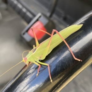 Caedicia simplex at Dunlop, ACT - 3 Feb 2023 01:25 PM