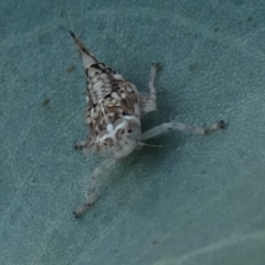 Brunotartessus fulvus (Yellow-headed Leafhopper) at Bicentennial Park - 2 Feb 2023 by Paul4K