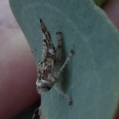 Brunotartessus fulvus at QPRC LGA - 3 Feb 2023