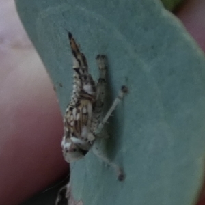 Brunotartessus fulvus at QPRC LGA - 3 Feb 2023