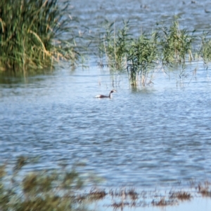 Podiceps cristatus at Lake Wyangan, NSW - 2 Feb 2023 10:25 AM