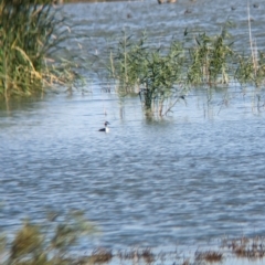 Podiceps cristatus at Lake Wyangan, NSW - 2 Feb 2023 10:25 AM