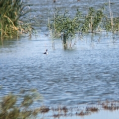 Podiceps cristatus at Lake Wyangan, NSW - 2 Feb 2023 10:25 AM