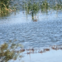 Podiceps cristatus at Lake Wyangan, NSW - 2 Feb 2023 10:25 AM