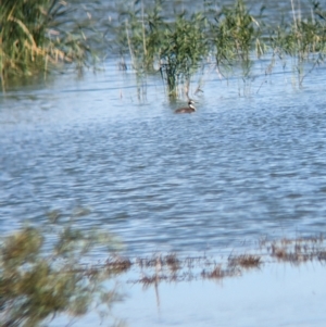 Podiceps cristatus at Lake Wyangan, NSW - 2 Feb 2023 10:25 AM